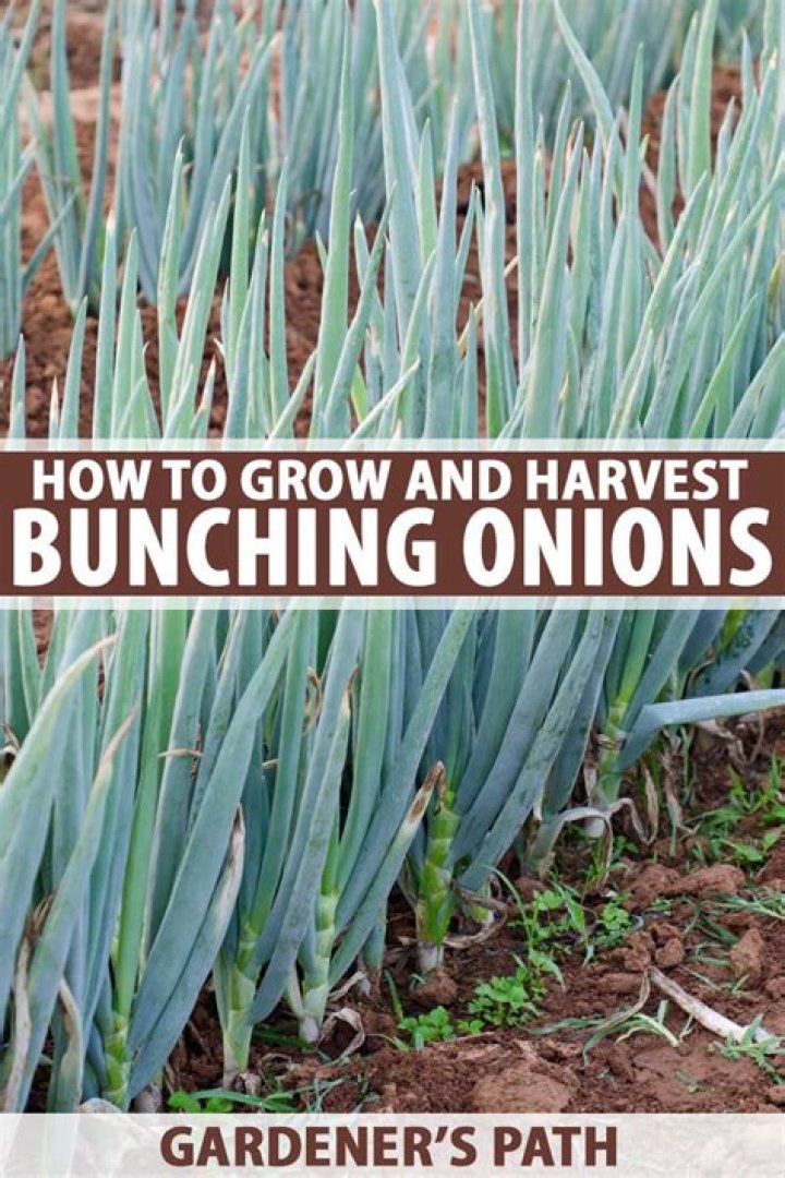 Bunching onions - How To Discuss