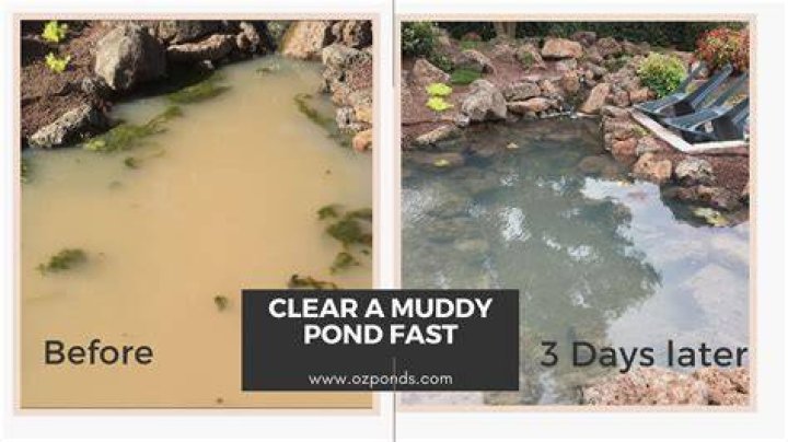 How To Clear Muddy Pond Water