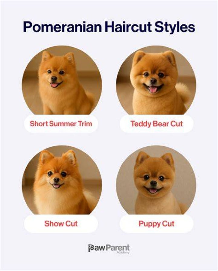 Pomeranian Short Hair - How To Discuss