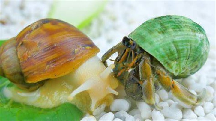 Relationship Between Hermit Crab And Snail