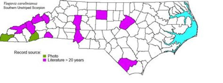 Scorpions In Nc - How To Discuss