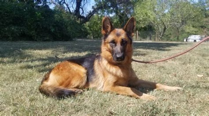 Twin Oaks Kennel - How To Discuss
