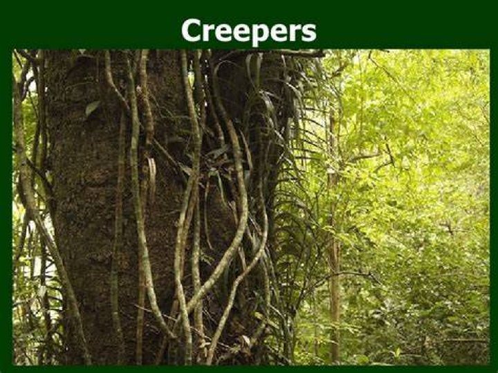 What Are The Creepers In Lord Of The Flies