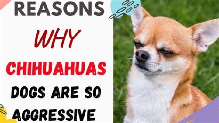 Why Are Chihuahuas So Mean